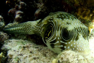 Arothron hispidus - Weißflecken-Kugelfisch (Weißfleck-Kugelfisch)